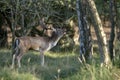 Fallow deer Dama dama in rutting season in the forest of Amsterdamse Waterleidingduinen in the Netherlands.