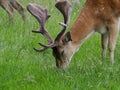 Fallow Deer / Dama dama Stag head and face grazing in grass Royalty Free Stock Photo