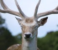 Fallow Deer / Dama dama Stag head and face looking forward with eyes close Royalty Free Stock Photo