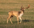 Fallow Deer Dama dama Stag in morning light Royalty Free Stock Photo