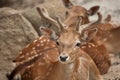 Fallow deer Dama dama. Royalty Free Stock Photo