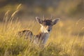 Fallow deer Dama Dama doe, hind or fawn in Autumn Royalty Free Stock Photo