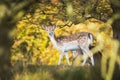 Fallow deer Dama Dama doe, hind or fawn in Autumn Royalty Free Stock Photo