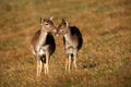 Fallow deer family touching on meadow in autumn. Royalty Free Stock Photo