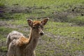 Fallow deer, Dama dama, fawn, light brown young female doe in deer park, Netherlands Royalty Free Stock Photo