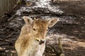 Fallow deer, Dama dama, fawn, young male with antler buttons eating in deer park, Netherlands Royalty Free Stock Photo