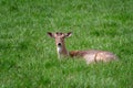 Fallow Deer Dama dama, Female fallow deer Royalty Free Stock Photo