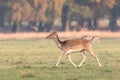 Fallow Deer, Dama dama, female running on the grass in Dyrehave, Denmark. Royalty Free Stock Photo