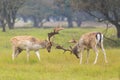 Fallow deer, Dama Dama, fighting during rutting season.