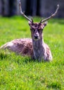 Fallow Deer (Dama dama) - Graceful Wild Beauty in Phoenix Park, Dublin, Ireland Royalty Free Stock Photo