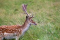 Fallow Deer (Dama dama) - Graceful Wild Beauty in Phoenix Park, Dublin, Ireland Royalty Free Stock Photo