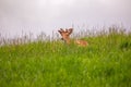 Fallow Deer (Dama dama) - Graceful Wild Beauty in Phoenix Park, Dublin, Ireland Royalty Free Stock Photo