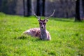 Fallow Deer (Dama dama) - Graceful Wild Beauty in Phoenix Park, Dublin, Ireland Royalty Free Stock Photo