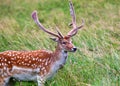 Fallow Deer (Dama dama) - Graceful Wild Beauty in Phoenix Park, Dublin, Ireland Royalty Free Stock Photo