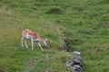 Fallow deer Dama dama in grass. Parc de Merlet, France Royalty Free Stock Photo