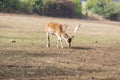 Fallow Deer - Dama dama grazes in a meadow Royalty Free Stock Photo