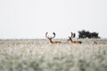 Fallow deer , Dama Dama during hot summer days in wild nature, usefull for magazines,articles