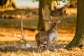 Fallow Deer, Dama dama, Male with antlers in beautiful golden light in autumn forest in Dyrehave, Denmark. Royalty Free Stock Photo