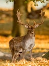 Fallow Deer, Dama dama, Male with antlers in beautiful golden light in autumn forest in Dyrehave, Denmark. Royalty Free Stock Photo