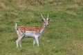 Fallow deer Dama dama in grass. Parc de Merlet, France Royalty Free Stock Photo