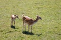 Fallow Deer mother and youngster