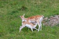 Fallow deer Dama dama. Parc de Merlet, France Royalty Free Stock Photo