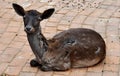 Fallow deer (Dama dama)