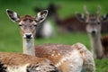 The fallow deer Dama dama, portrait of a female with a green background and other deer in the background and foreground Royalty Free Stock Photo
