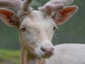 Fallow deer portrait in the wild