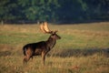A melanistic black fallow deer stag during the rut