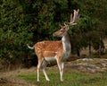 A big and beautiful 5 years male buck of Fallow deer in wood in Sweden Royalty Free Stock Photo
