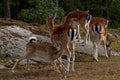 A famale doe of Fallow deer suckling one young fawn in Sweden Royalty Free Stock Photo