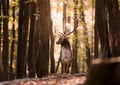 Fallow deer (Dama dama) during rut in autumn forest with beautiful warm colors