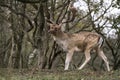 Fallow deer Dama dama in rutting season in the forest of Amsterdamse Waterleidingduinen in the Netherlands. Green bokeh backgro