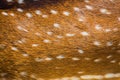 Fallow deer ( dama ) spots on textured