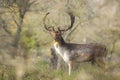 Fallow deer Dama Dama stag in Autumn Royalty Free Stock Photo