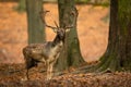 Fallow deer, dama dama, stag in forest with trees in autumn
