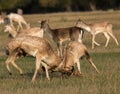 Fallow Deer Dama dama Stags Rutting