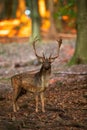 Fallow deer standing in forest in autumn nature. Royalty Free Stock Photo
