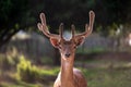 The fallow deer Dama dama to the family Cervidae. Head of a male deer. Cervus elaphus. Male Royalty Free Stock Photo