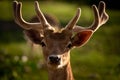 The fallow deer Dama dama to the family Cervidae. Head of a male deer. Cervus elaphus. Male Royalty Free Stock Photo