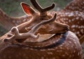 The fallow deer Dama dama to the family Cervidae. Head of a male deer. Cervus elaphus. Male Royalty Free Stock Photo