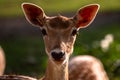 The fallow deer Dama dama to the family Cervidae. Head of a male deer. Cervus elaphus. Female Royalty Free Stock Photo