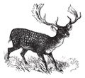 Fallow Deer or Dama dama, vintage engraving