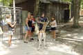 FALLOW deer in deer forest and people friends to feed him, SOUTHWICKS ZOO, Mendon, ma