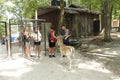 feeding time, with people friends for the Fallow deers, in deer forest SOUTHWICKS ZOO, Mendon ma Royalty Free Stock Photo