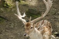 hey there beautiful, fallow deer at deer forest in Southwicks zoo, Mendon ma Royalty Free Stock Photo