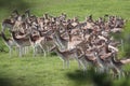 Fallow deer on a deer park in daventry Royalty Free Stock Photo