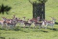 Fallow deer on a deer park in daventry Royalty Free Stock Photo
