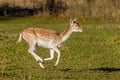 Fallow Deer Doe - Dama dama in full flight. Royalty Free Stock Photo